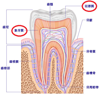 牙齒黃怎麼辦?牙齒美白需知